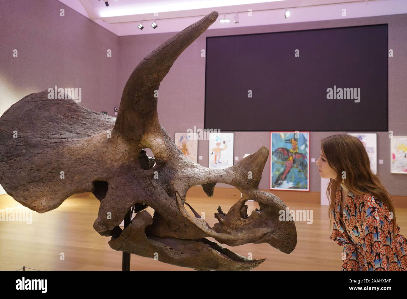 London, Großbritannien. 7. Juni 2024. A Triceratops Skull, (Schätzung): £70.000 - 100.000 bei der Vorschau von alles andere als gewöhnliche. Der Verkauf wird von den Connor Brothers kuratiert und unterstützt den Teenage Cancer Trust . Der Verkauf findet am 12. Juni in der Bonhams New Bond Street statt. Quelle: amer Gazzal/Alamy Live News Stockfoto