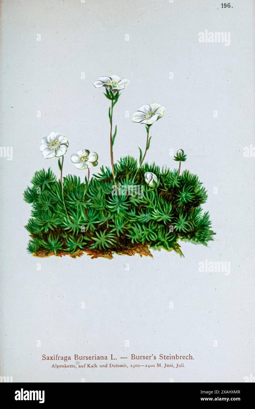 Saxifraga Burseriana L. — Burser’s Steinbrech. Saxifraga burseriana, auch als frühe weißblütige Saxifrage bezeichnet, ist eine in den Ostalpen beheimatete Art der blühenden Pflanze der Gattung Saxifraga; Deutschland, Österreich, Liechtenstein, Italien, und Slowenien. Die Sorte „crenata“ erhielt den Award of Garden Merit der Royal Horticultural Society. Botanische Zeichnung aus Atlas der Alpenflora Band 2 von Hartinger, Anton, geboren 1806; Dalla Torre, K. W. von (Karl Wilhelm), 1850–1928; Deutscher Alpenverein (gegründet 1874) Stockfoto