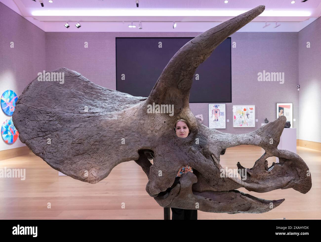 Bonhams, London, Großbritannien. Juni 2024. Kultkünstler die Connor Brothers haben sich mit Bonhams zusammengetan, um alles andere als gewöhnliche zu präsentieren, eine Auktion, bei der alles außergewöhnliche am 12. Juni in Bonhams gefeiert wird, eine Sektion der Auktion, die zugunsten des Teenage Cancer Trust durchgeführt wird. Zu den Top Lots gehören: Ein Triceratops Schädel, geschätzt: £70.000-100.000. Quelle: Malcolm Park/Alamy Live News Stockfoto