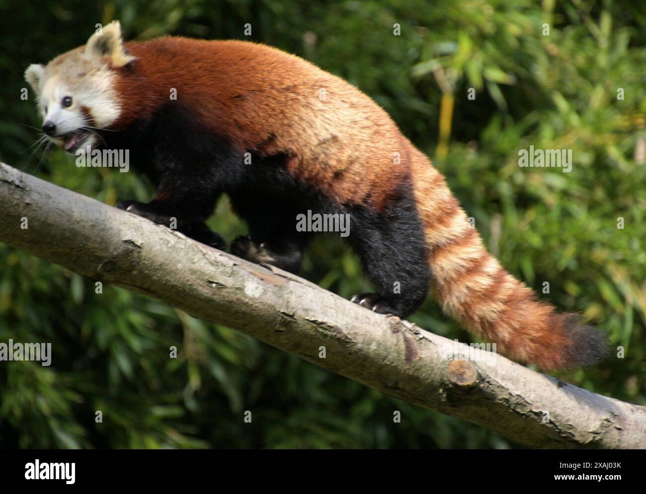 Roter. Panda fotografiert im Opel Zoo am 29.9.2023 in Kronberg im Taunus. Die kleinen Pandas Ailurus, auch Rote Pandas oder Katzenbären genannt, sind eine Säugetiergattung, die im östlichen Himalaya und im Südwesten Chinas vorkommen. DFL/DFB-VORSCHRIFTEN VERBIETEN DIE VERWENDUNG VON FOTOGRAFIEN als BILDSEQUENZEN und/oder QUASI-VIDEO *** Roter Panda fotografiert im Zoo Opel am 29 9 2023 in Kronberg im Taunus die Kleinen Pandas Ailurus , auch bekannt als Rote Pandas oder Katzenbären, sind eine Gattung von Säugetieren, die im östlichen Himalaya und im Südwesten Chinas gefunden werden. DFL DFB-VORSCHRIFTEN VERBIETEN JEDE VERWENDUNG VON FOTOGRAFIEN als IMA Stockfoto