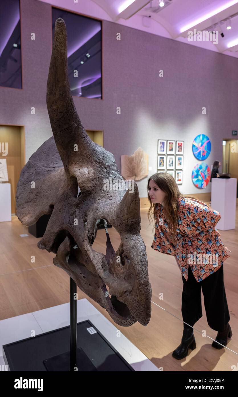 Bonhams, London, Großbritannien. Juni 2024. Kultkünstler die Connor Brothers haben sich mit Bonhams zusammengetan, um alles andere als gewöhnliche zu präsentieren, eine Auktion, bei der alles außergewöhnliche am 12. Juni in Bonhams gefeiert wird, eine Sektion der Auktion, die zugunsten des Teenage Cancer Trust durchgeführt wird. Zu den Top Lots gehören: Ein Triceratops Schädel, geschätzt: £70.000-100.000. Quelle: Malcolm Park/Alamy Live News Stockfoto