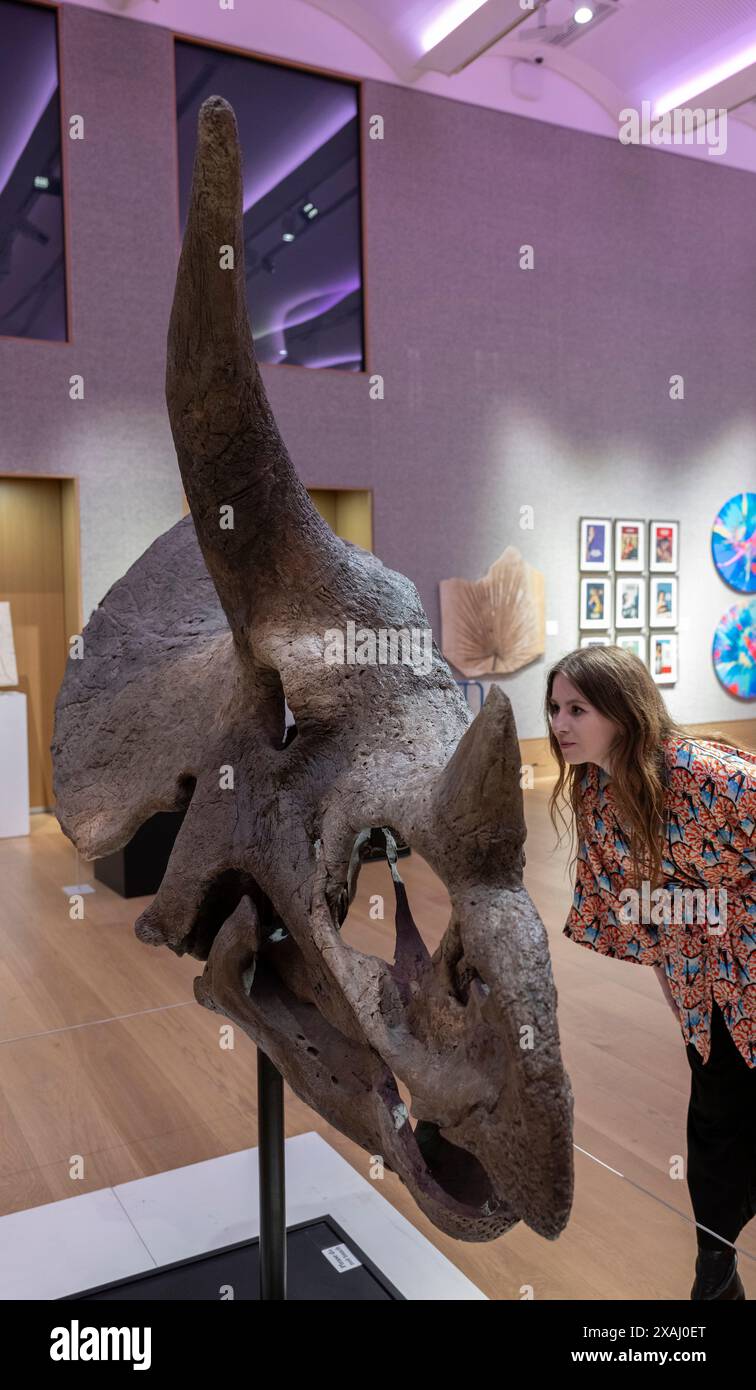 Bonhams, London, Großbritannien. Juni 2024. Kultkünstler die Connor Brothers haben sich mit Bonhams zusammengetan, um alles andere als gewöhnliche zu präsentieren, eine Auktion, bei der alles außergewöhnliche am 12. Juni in Bonhams gefeiert wird, eine Sektion der Auktion, die zugunsten des Teenage Cancer Trust durchgeführt wird. Zu den Top Lots gehören: Ein Triceratops Schädel, geschätzt: £70.000-100.000. Quelle: Malcolm Park/Alamy Live News Stockfoto