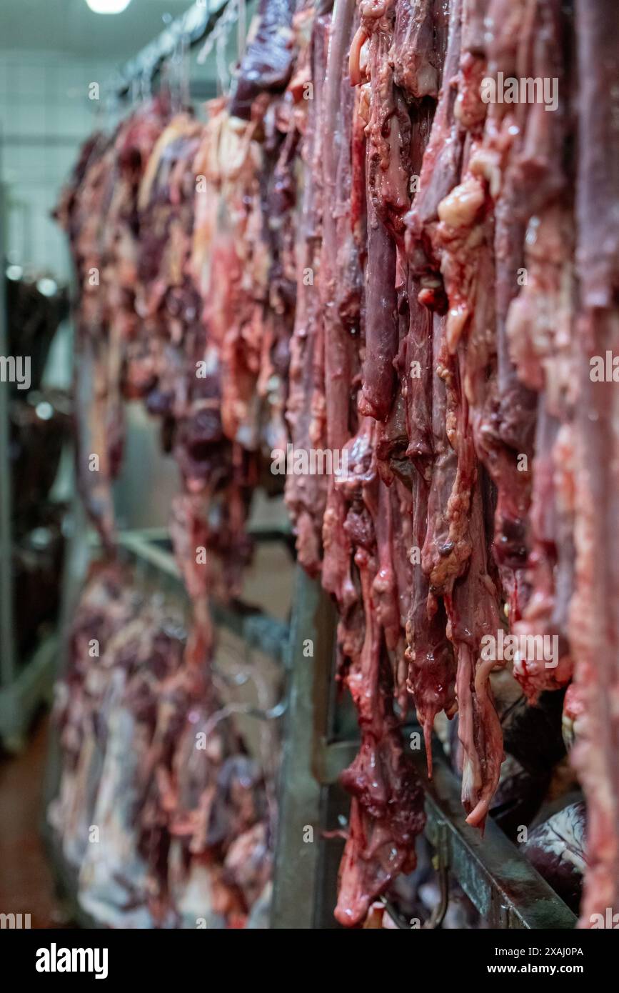 Viele gehängte, blutige Kuhdarme. Stockfoto
