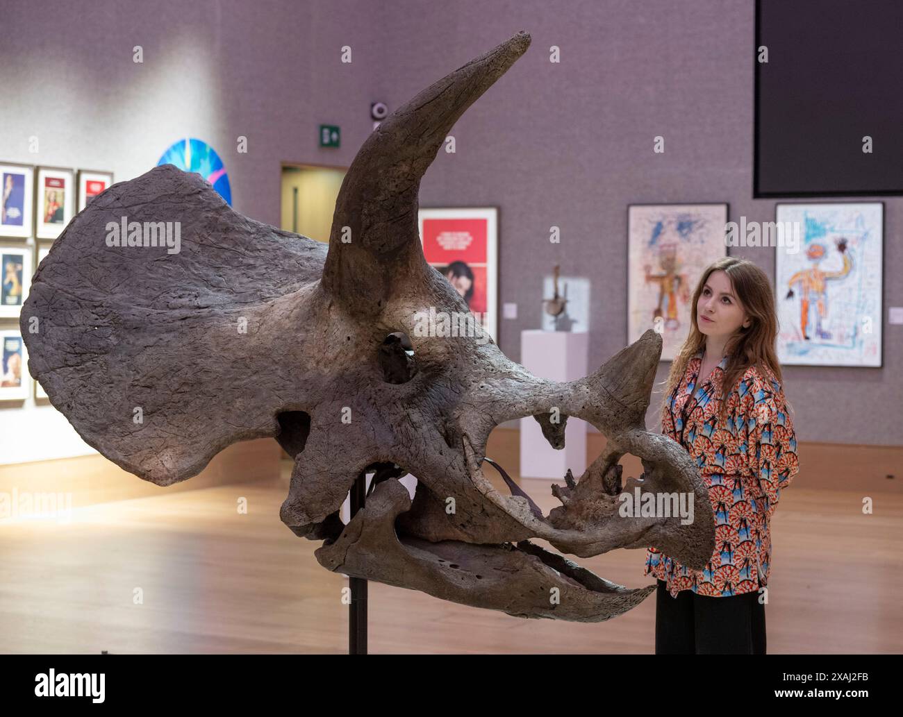 Bonhams, London, Großbritannien. Juni 2024. Kultkünstler die Connor Brothers haben sich mit Bonhams zusammengetan, um alles andere als gewöhnliche zu präsentieren, eine Auktion, bei der alles außergewöhnliche am 12. Juni in Bonhams gefeiert wird, eine Sektion der Auktion, die zugunsten des Teenage Cancer Trust durchgeführt wird. Zu den Top Lots gehören: Ein Triceratops Schädel, geschätzt: £70.000-100.000. Quelle: Malcolm Park/Alamy Live News Stockfoto