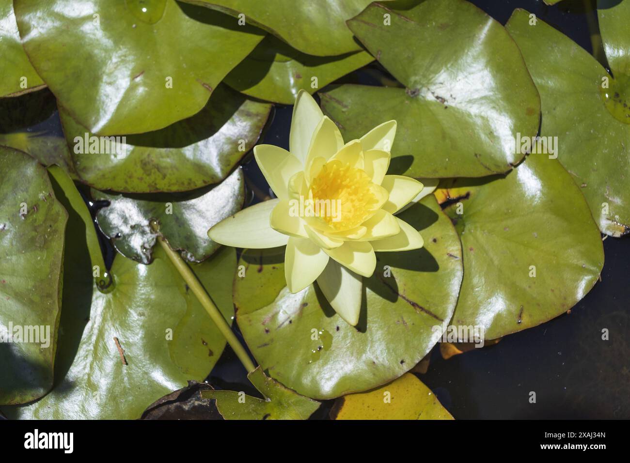 Nahaufnahme einer gelben Seerose mit grünem Blattgrund im Teich am sonnigen Tag Stockfoto