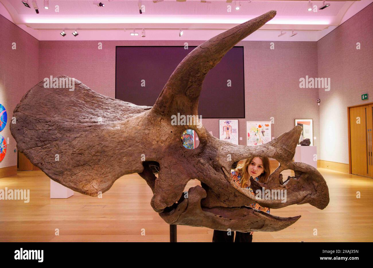 London, Großbritannien. Juni 2024. Ein Triceratops Schädel. Schätzung: £70.000 - 100.000 Cult Artists die Connor Brothers haben sich mit Bonhams zusammengetan, um alles andere als gewöhnliche zu präsentieren, eine Auktion, die am 12. Juni in der Bonhams New Bond Street in London alles außergewöhnliche feiert. Ein Teil der Auktion wird zugunsten des Teenage Cancer Trust abgehalten. Im Juni findet in der Bonhams New Bond Street eine besondere Veranstaltung mit DJ Mel C von The Spice Girls Credit: Mark Thomas/Alamy Live News statt Stockfoto