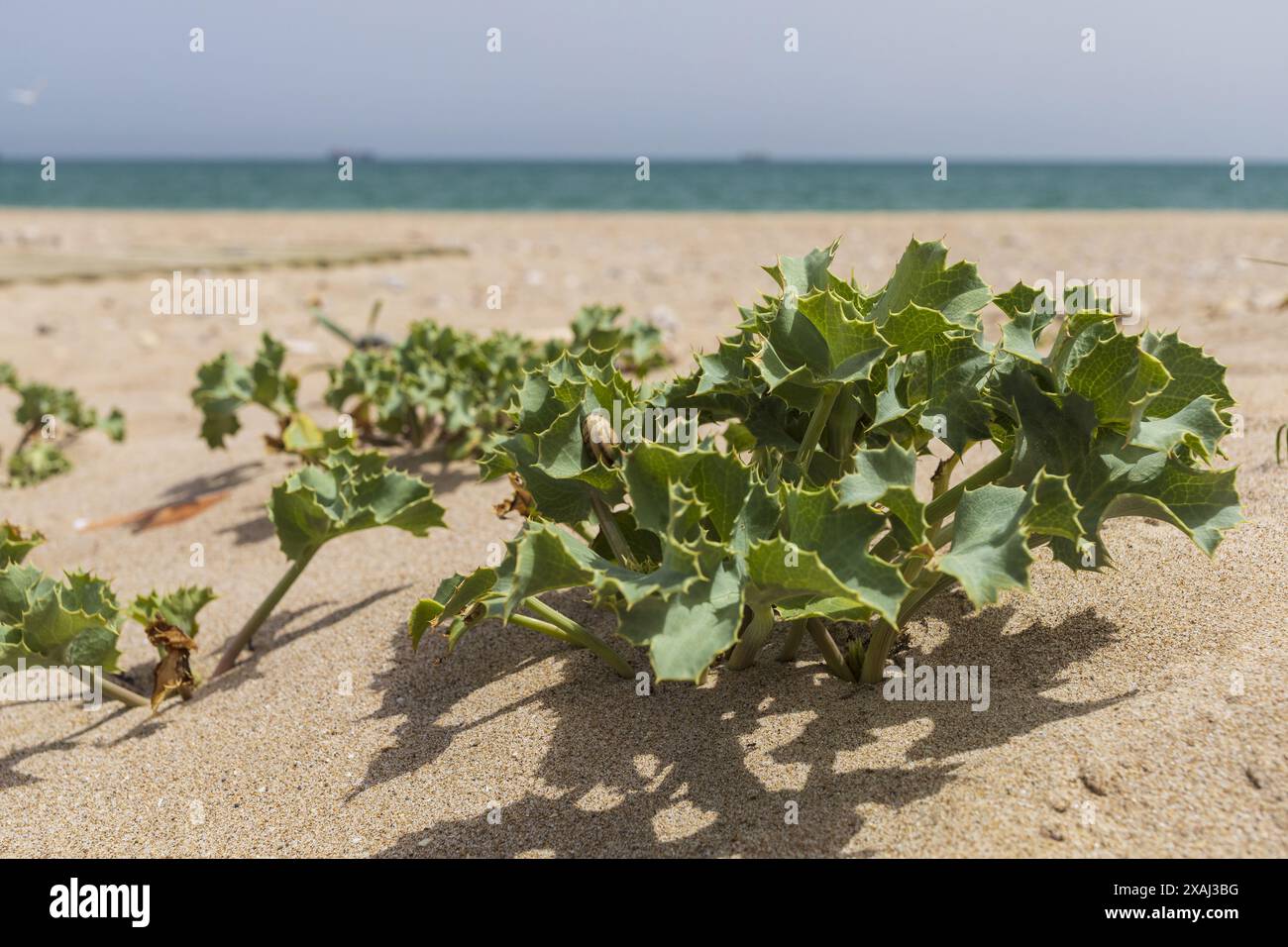 Foto einer grünen Pflanze von SEA stechpalme am Sandstrand mit Meer im Hintergrund Stockfoto