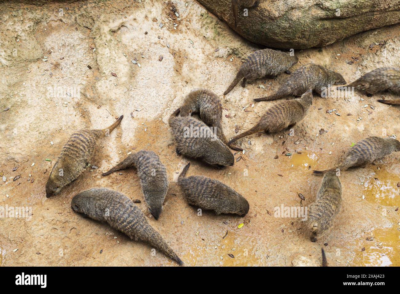 Foto einer Gruppe von Mungos in einer natürlichen Landschaft des Zooparks Bioparc in Valencia, Spanien Stockfoto