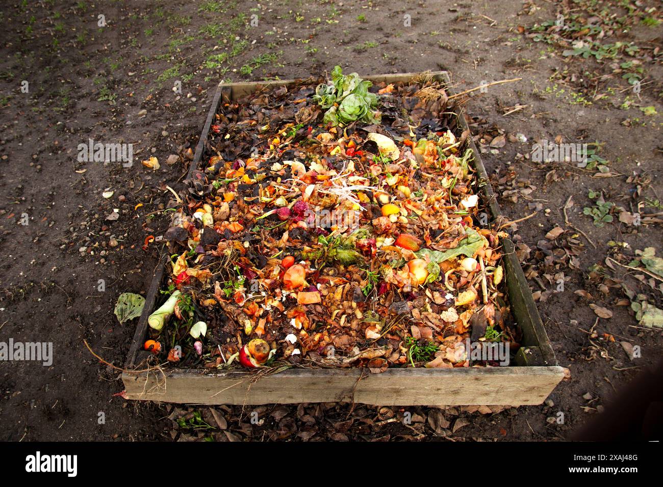 Kompost über dem Komposter mit organischen Abfällen. Ein Kompostierungshaufen verrottender Küchenabfälle mit Obst- und Gemüseabfällen. Stockfoto