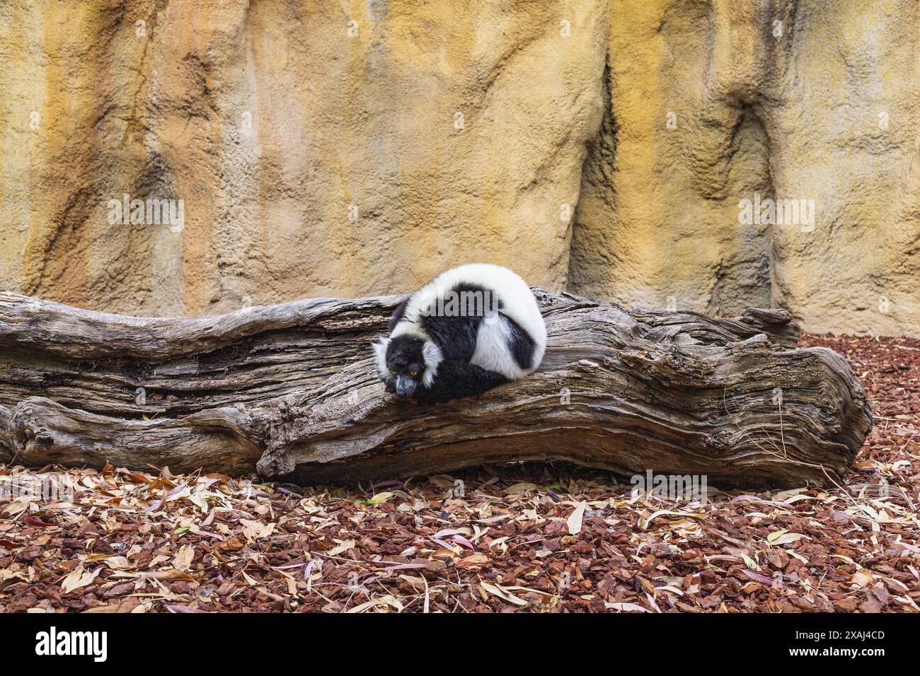 Foto eines Schwarzweiß-Lemuren mit Kragen, der auf einem umgefallenen Baumstamm in einer natürlichen Landschaft des Zoo-Parks Bioparc in Valencia, Spanien, sitzt Stockfoto
