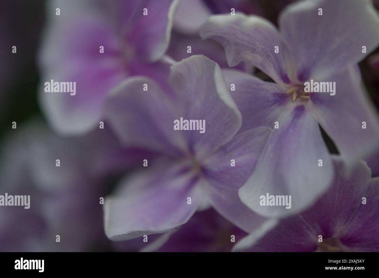 Violette Phlox-Blüten mit weißen Kanten, die in einem Garten wachsen Stockfoto