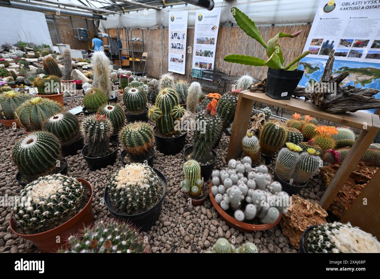 Brünn, Tschechische Republik. Juni 2024. Vorbereitung einer Wochenendausstellung von Kakteen in vielen Größen und Formen, die im Jahr des 100-jährigen Bestehens des Astrophytum-Kaktusclubs Brünn im Gartenzentrum Ctyrlistek in der Bystrcka-Straße in Brünn-Komin stattfinden wird, 7. Juni 2024. Quelle: Vaclav Salek/CTK Photo/Alamy Live News Stockfoto