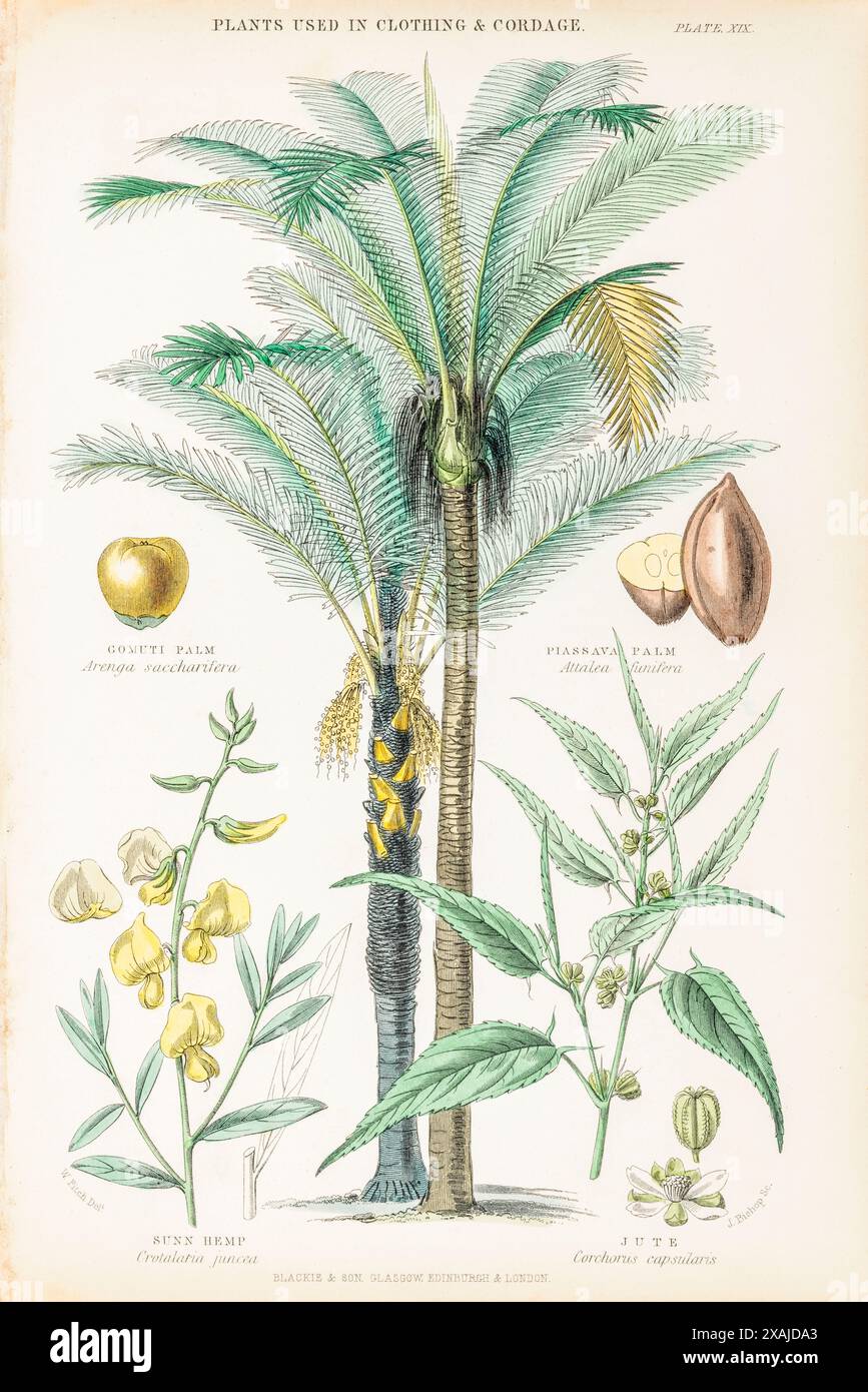 1872 viktorianische handgemalte botanische Platte in William Rhind's „Gemüseherde“. Kleidung Und Tauwerk: Gomuti Palm, Indischer Hanf, Jute, Piassava Palm. Stockfoto