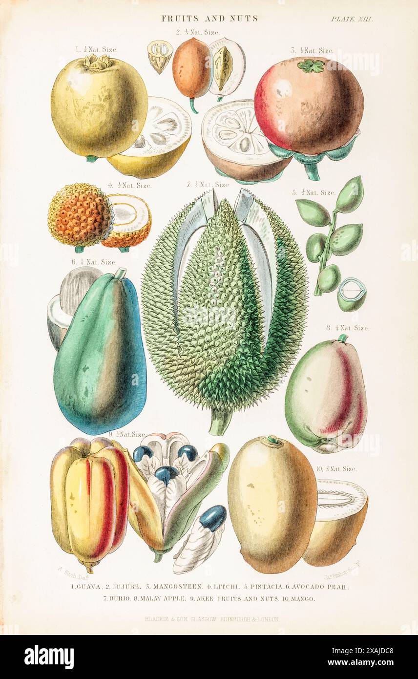 1872 viktorianische handgemalte botanische Platte in William Rhind's „Gemüseherde“. Früchte & Nüsse: Guave, Jujube, Mangostan, Durio, Litchi, Pistazien Stockfoto