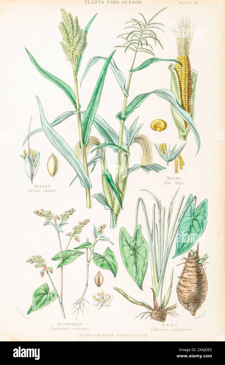 1872 viktorianische handgemalte botanische Platte in William Rhind's „Gemüseherde“. Pflanzen, die als Lebensmittel verwendet werden: Sorghum, Mais, Eddo, Buchweizen Stockfoto