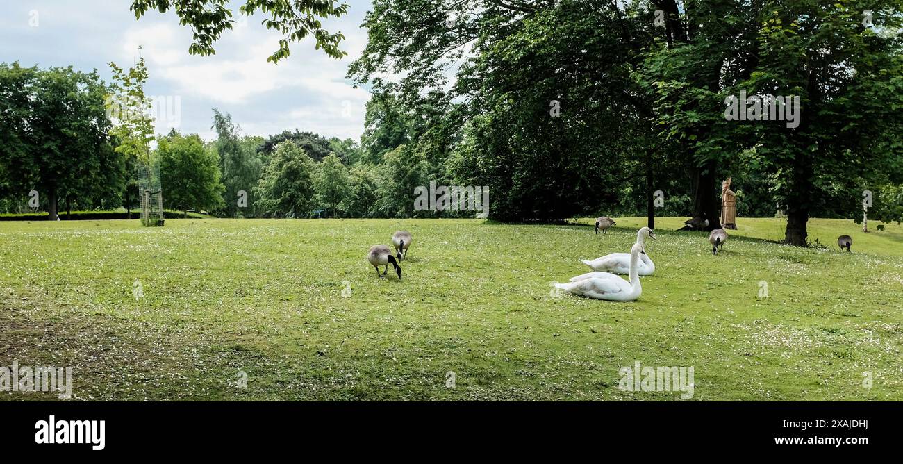 Schwäne und kanadische Gänse auf dem Gras im Ropner Park, Stockton, England, Großbritannien Stockfoto