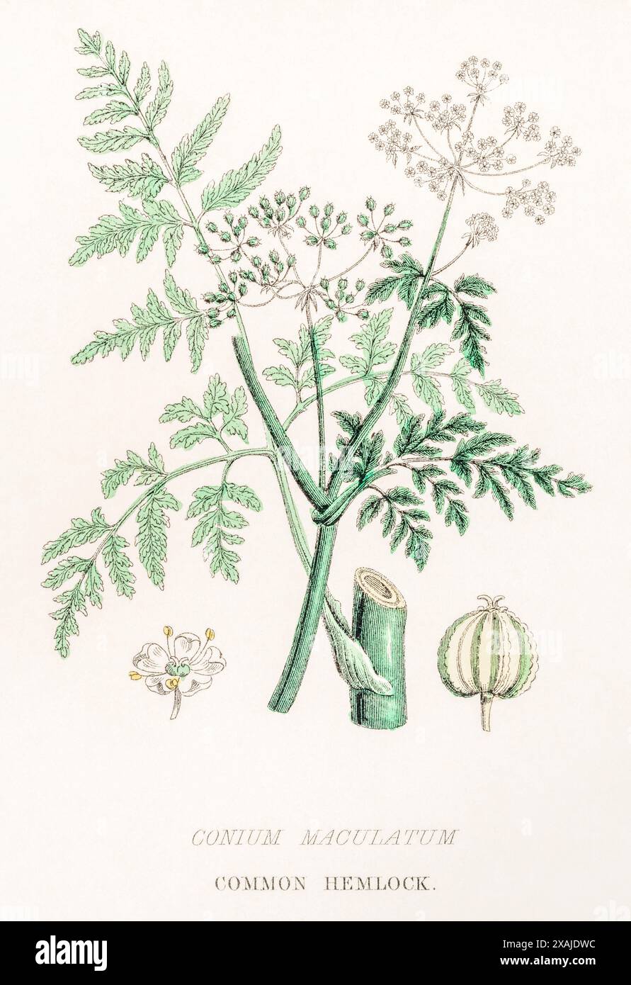 1872 viktorianischer handgemalter farbiger botanischer Stich in William Rhind's Gemüsereich: Hemlock / Conium maculatum - giftige Heilpflanze. Stockfoto