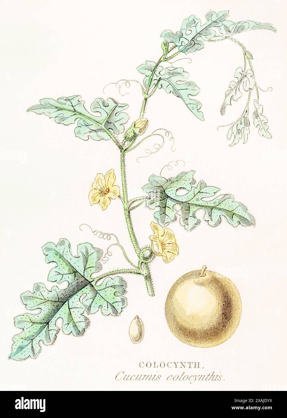 1872 viktorianischer handgemalter Farbstich in William Rhind's Gemüsereich: Colocynth / Cucumis Colocynthis syn. Citrullus Colocynthis. Stockfoto