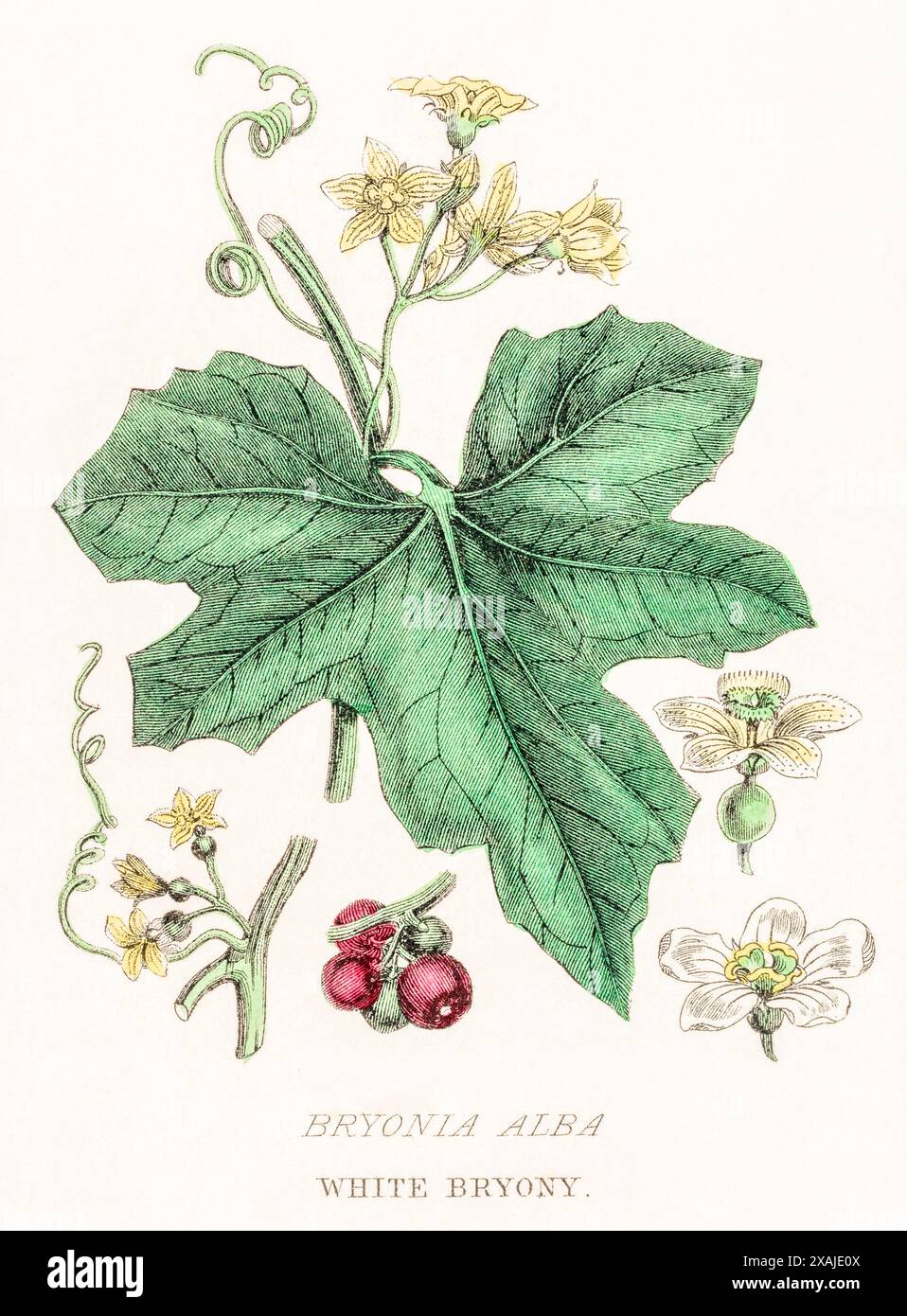 1872 viktorianischer handgemalter botanischer Farbstich in William Rhind's Gemüseherde: White Bryony / Bryonia alba. Wird als pflanzliche Medizin verwendet. Stockfoto