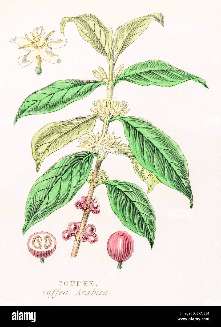 1872 viktorianischer handgemalter farbiger botanischer Stich in William Rhind's Gemüsereich: Kaffee/Coffea arabica - Heilpflanze und Getränkepflanze. Stockfoto