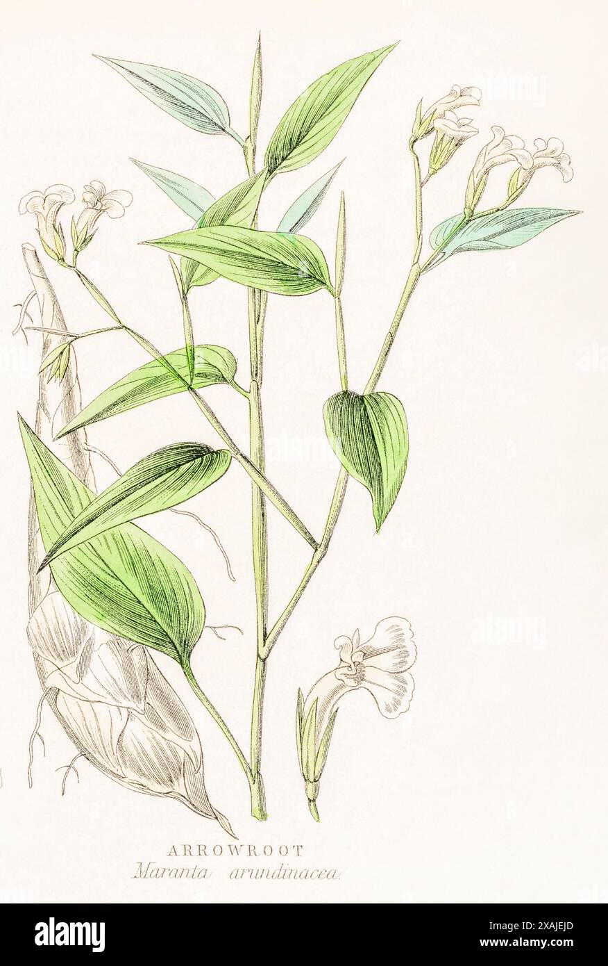 1872 viktorianischer handgemalter botanischer Farbstich in William Rhind's Gemüseherde: Arrowroot / Maranta arundinacea. Knollen eine essbare Klammer. Stockfoto