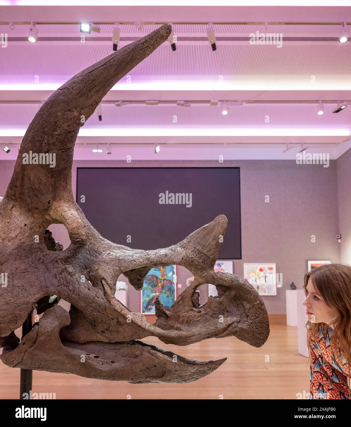 Bonhams, London, Großbritannien. Juni 2024. Kultkünstler die Connor Brothers haben sich mit Bonhams zusammengetan, um alles andere als gewöhnliche zu präsentieren, eine Auktion, bei der alles außergewöhnliche am 12. Juni in Bonhams gefeiert wird, eine Sektion der Auktion, die zugunsten des Teenage Cancer Trust durchgeführt wird. Zu den Top Lots gehören: Triceratops Skull Triceratops horridus, 68 bis 66 Millionen Jahre alt (späte Kreidezeit), Hell Creek Formation, Wyoming, USA. Ein prächtiges Beispiel für den Schädel eines Triceratops aus der Hell Creek Formation von Montana, berühmt für die Fossilien von Tyrannosaurus, die dort gefunden wurden, geschätzt: £ 70.000-100.000. Credi Stockfoto