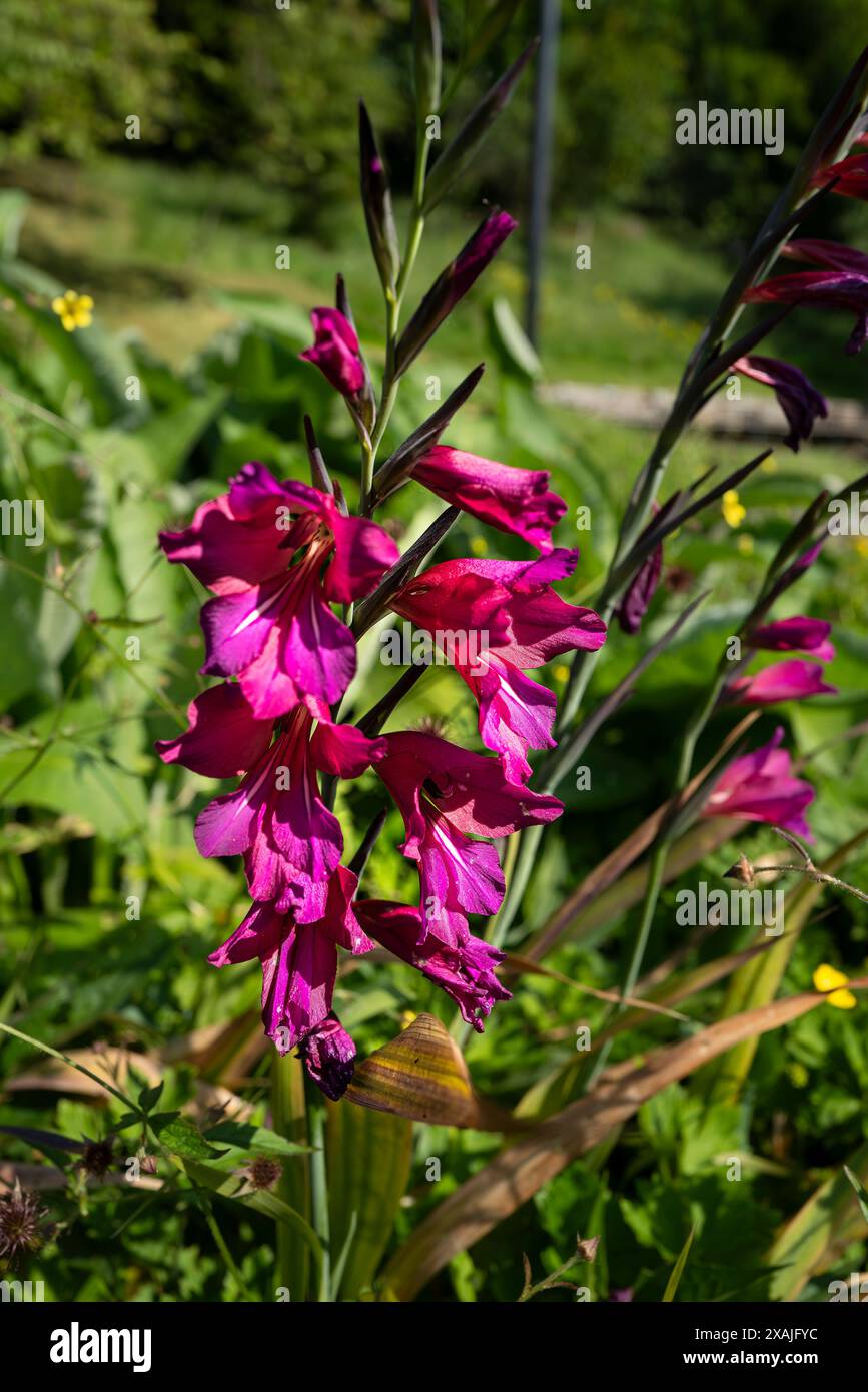 Gladiolen. Gladiolus communis subsp. Byzantinus wächst in einem Garten in Großbritannien. Stockfoto
