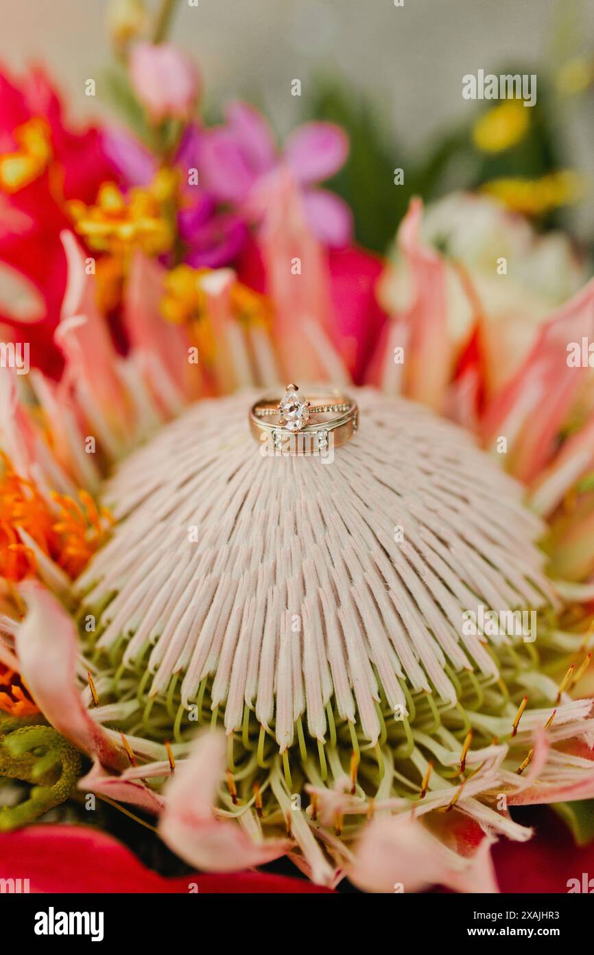 Verlobungsring und Band sitzen auf tropischer Protea Stockfoto
