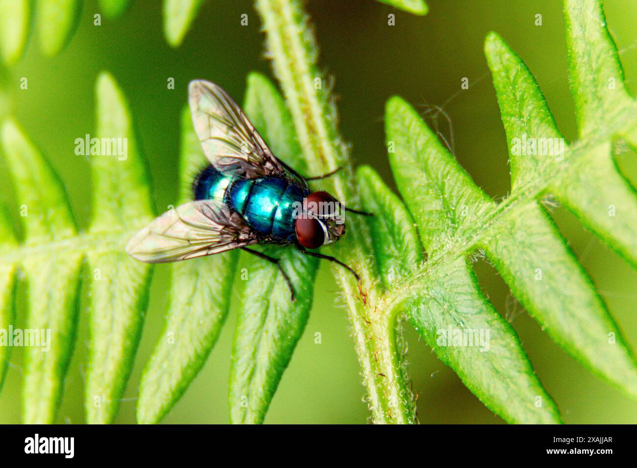 Am blatt Fliegen Stockfoto