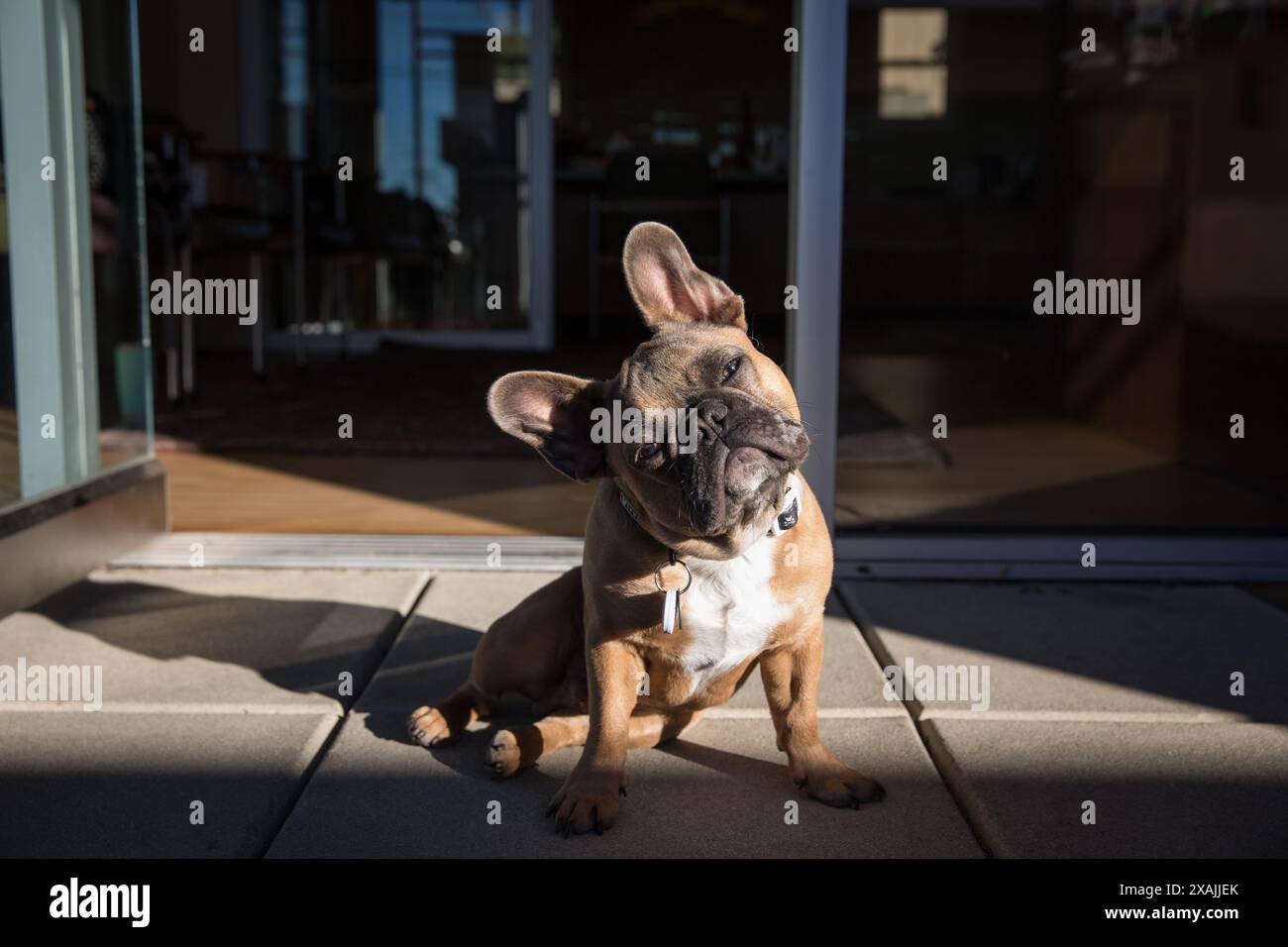 Der süße französische Bulldog neigt seinen Kopf, während er die Morgensonne genießt. Stockfoto Der süße französische Bulldog neigt seinen Kopf, während er die Morgensonne genießt. Stockfoto