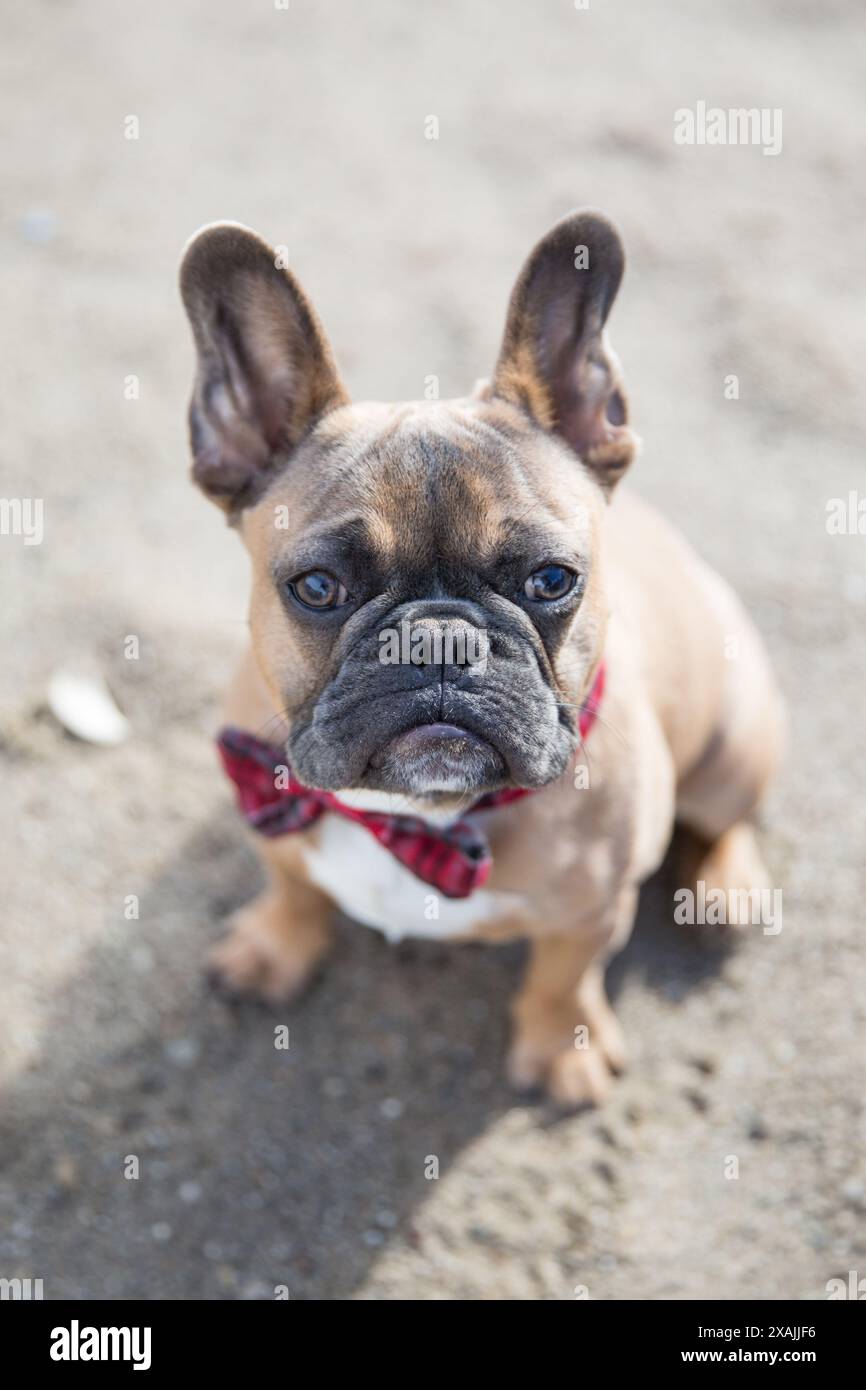 Der Hund ist gekleidet, um am Strand mit seiner roten Bowtie zu beeindrucken. Stockfoto