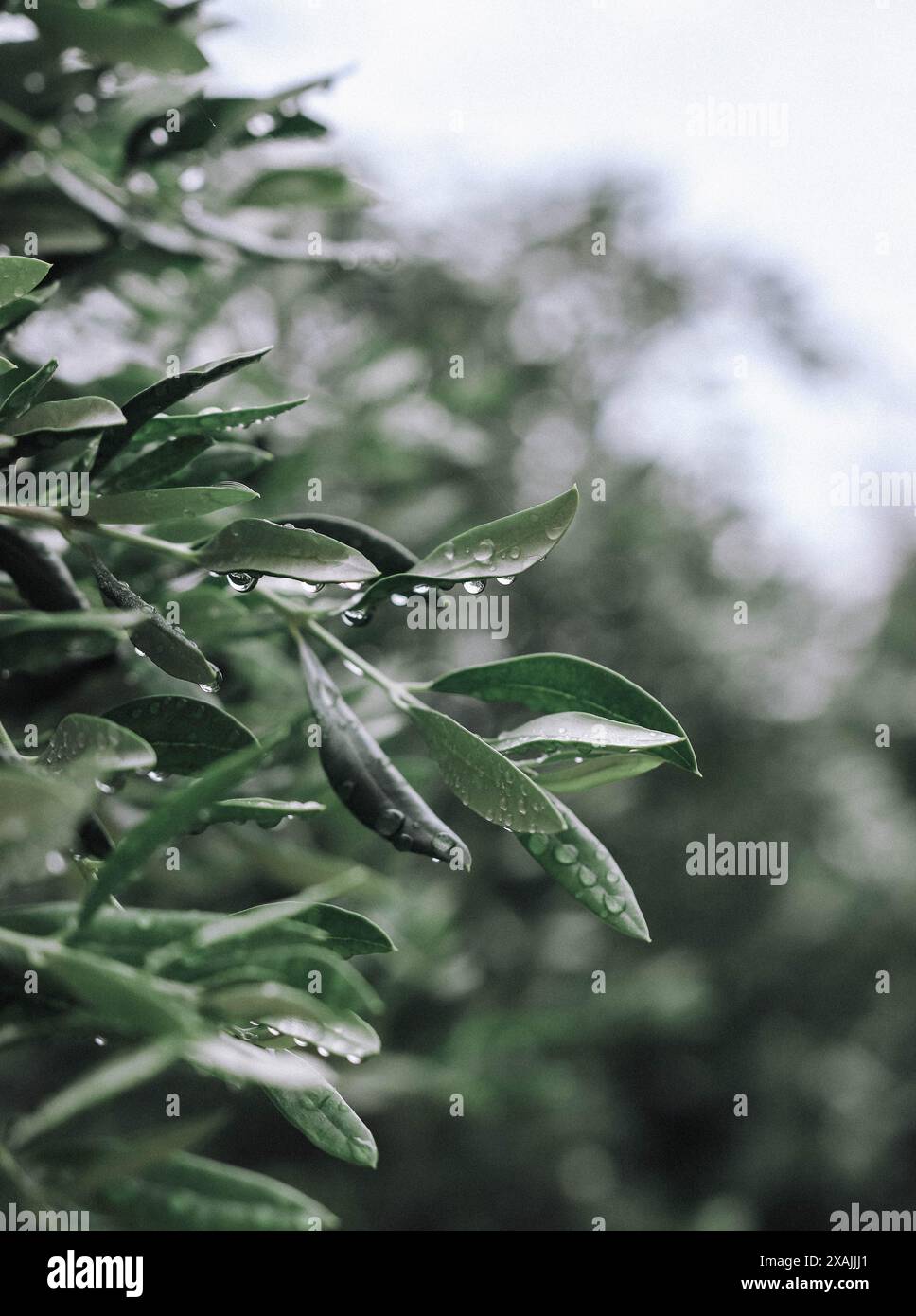 Olivenbäume nach dem Regen Stockfoto