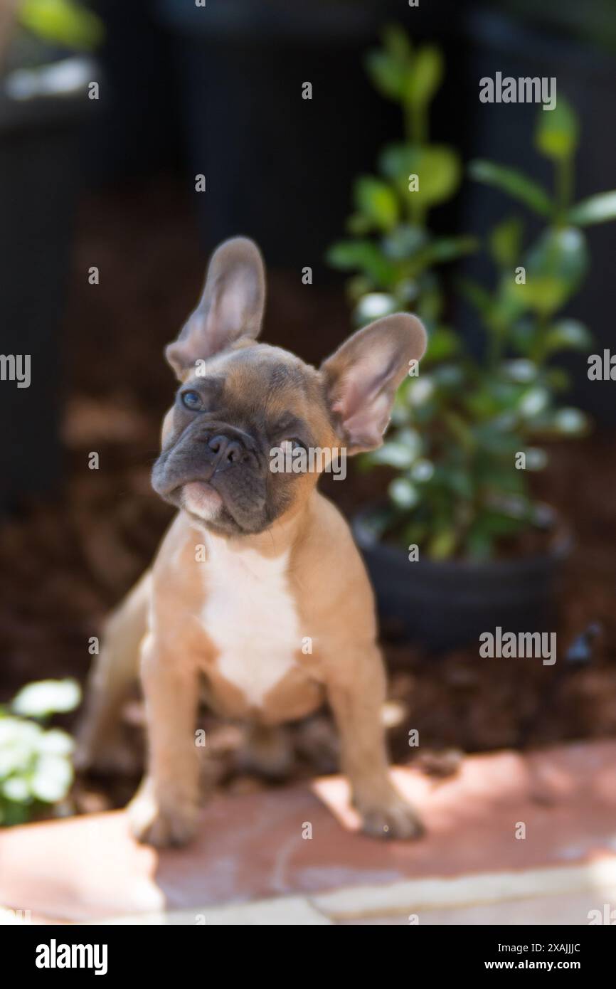 Niedlicher Lilac französischer Bulldog-Welpe, der zufrieden sitzt. Stockfoto