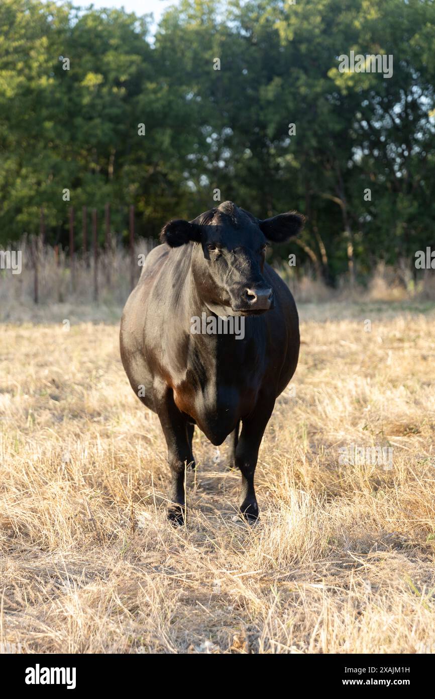 Fette schwarze Kuh, die im Gras steht Stockfoto