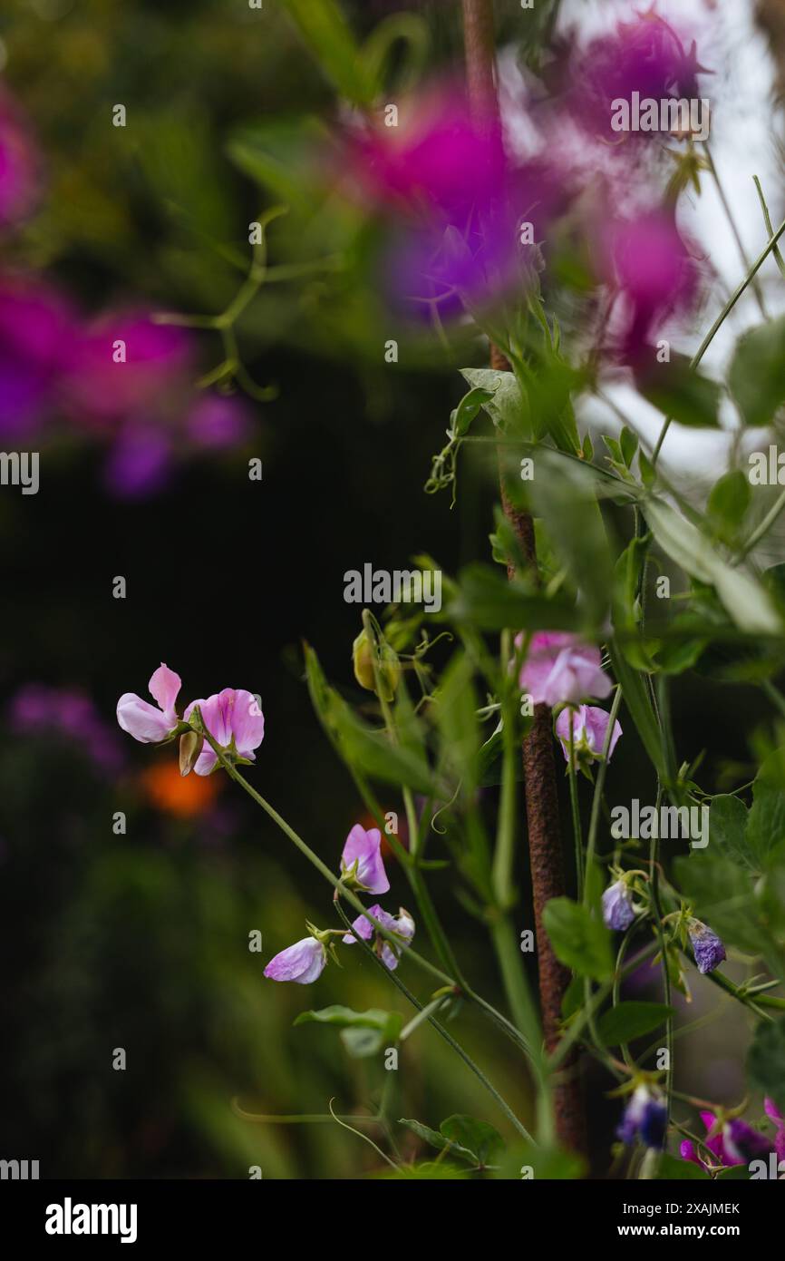 Rosafarbene Erbsenpflanzen wachsen in einem Hüttengarten Stockfoto