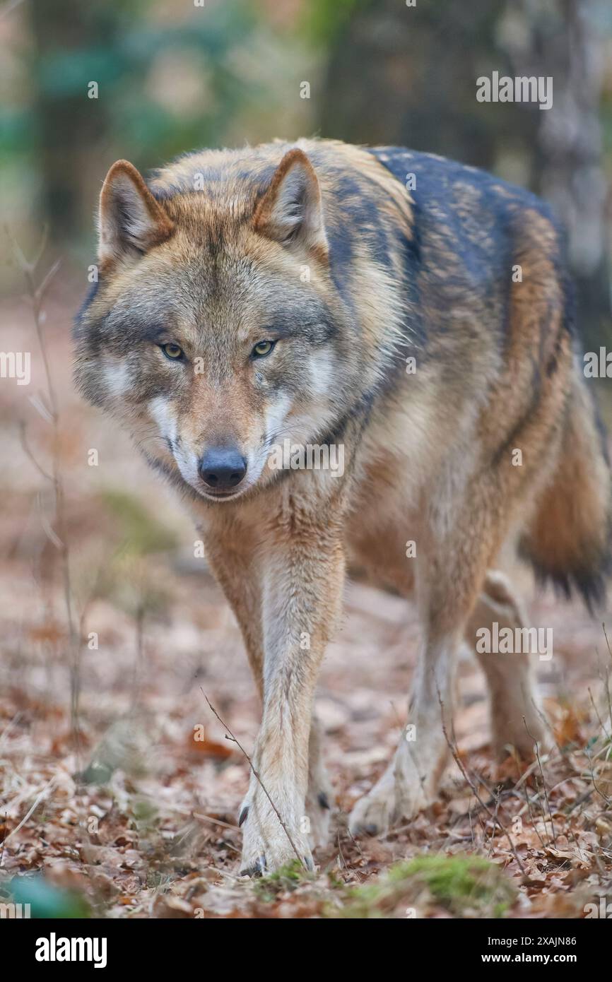 Wolf (Canis Lupus) läuft in einem Wald Stockfoto