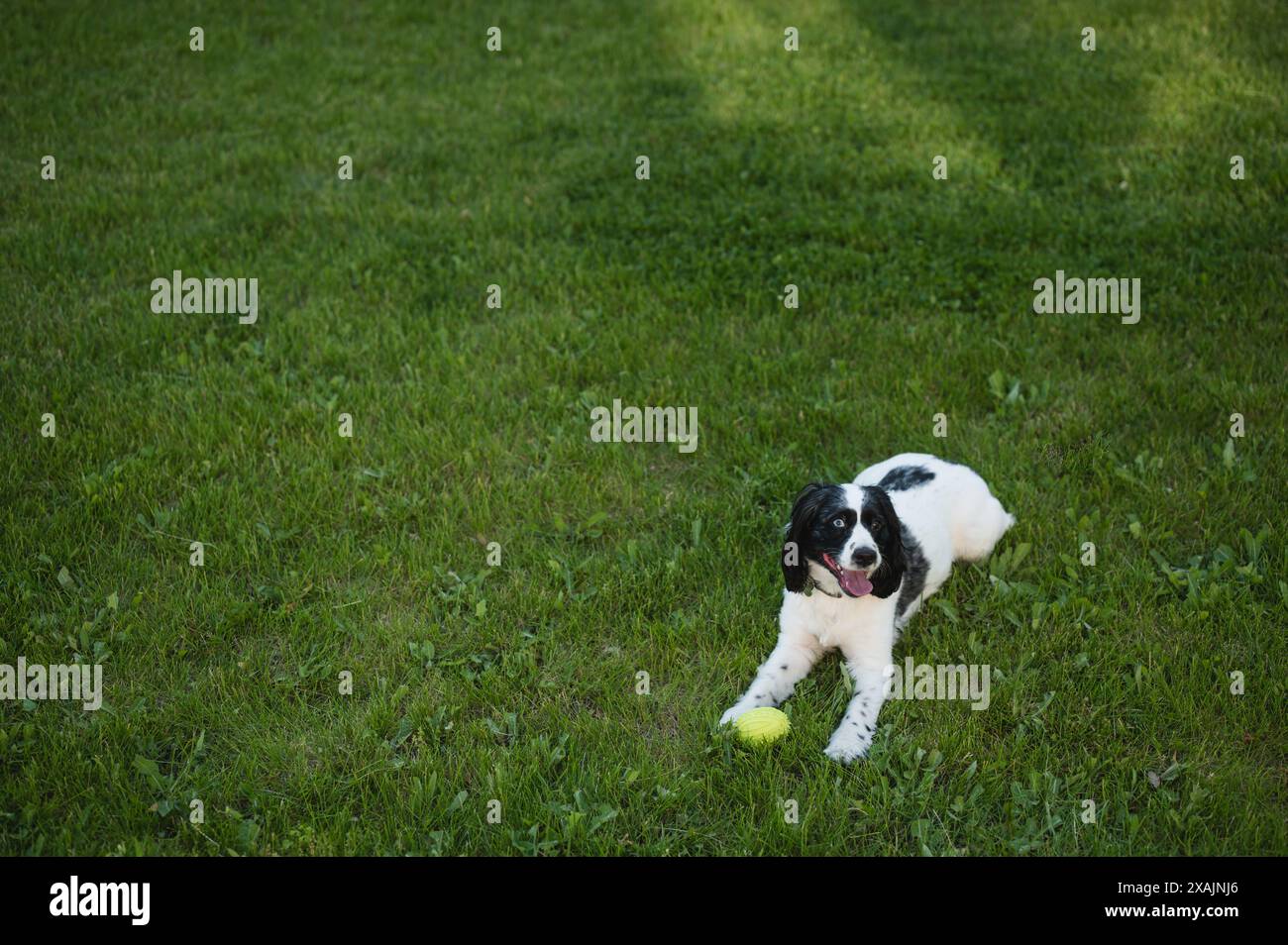 Glücklicher Haustierhund, der im Gras sitzt, mit Spielzeugkugel und Kopierraum Stockfoto