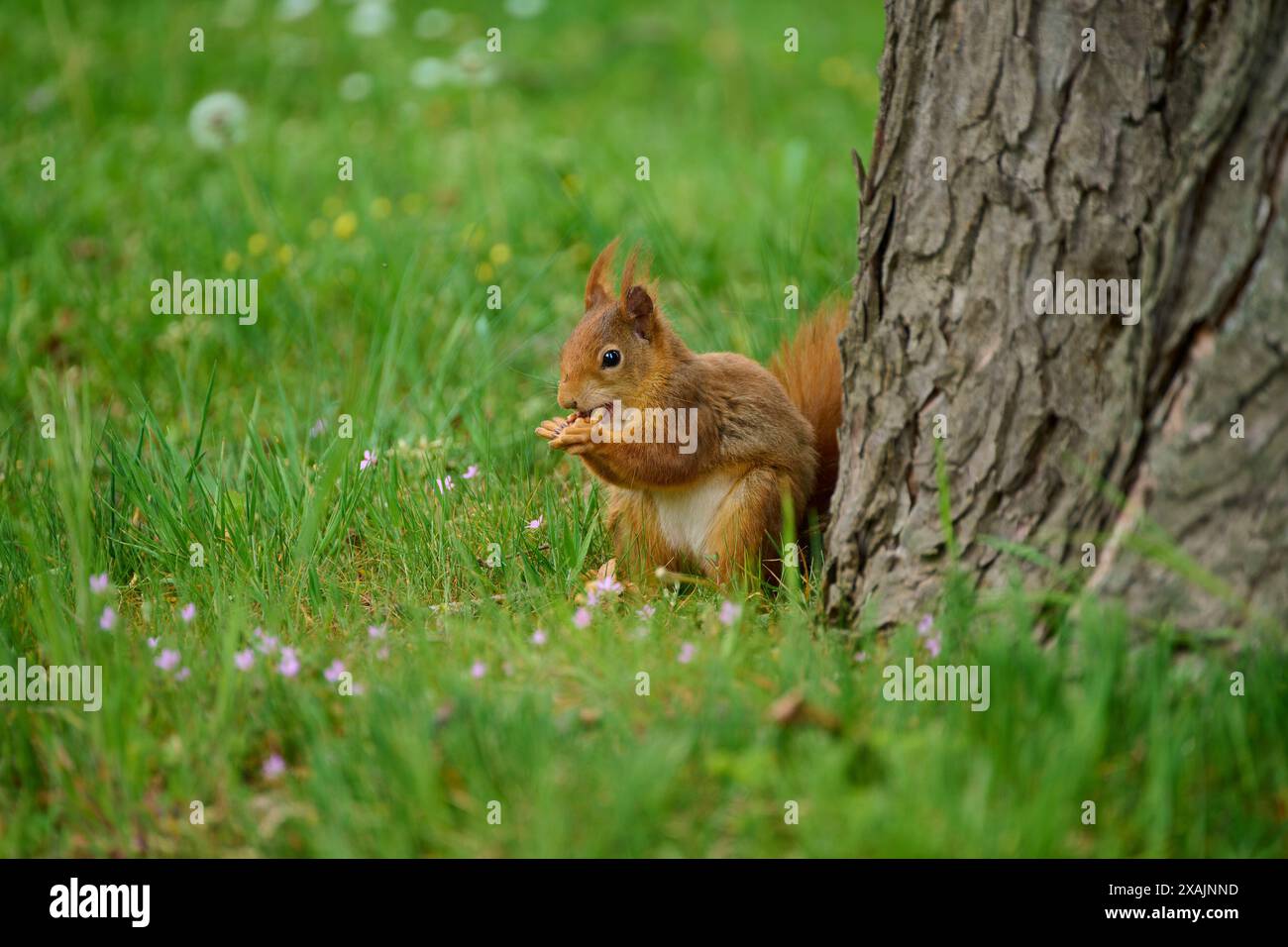 Rotes Eichhörnchen (Sciurus vulgaris) im Park, Frühling Stockfoto