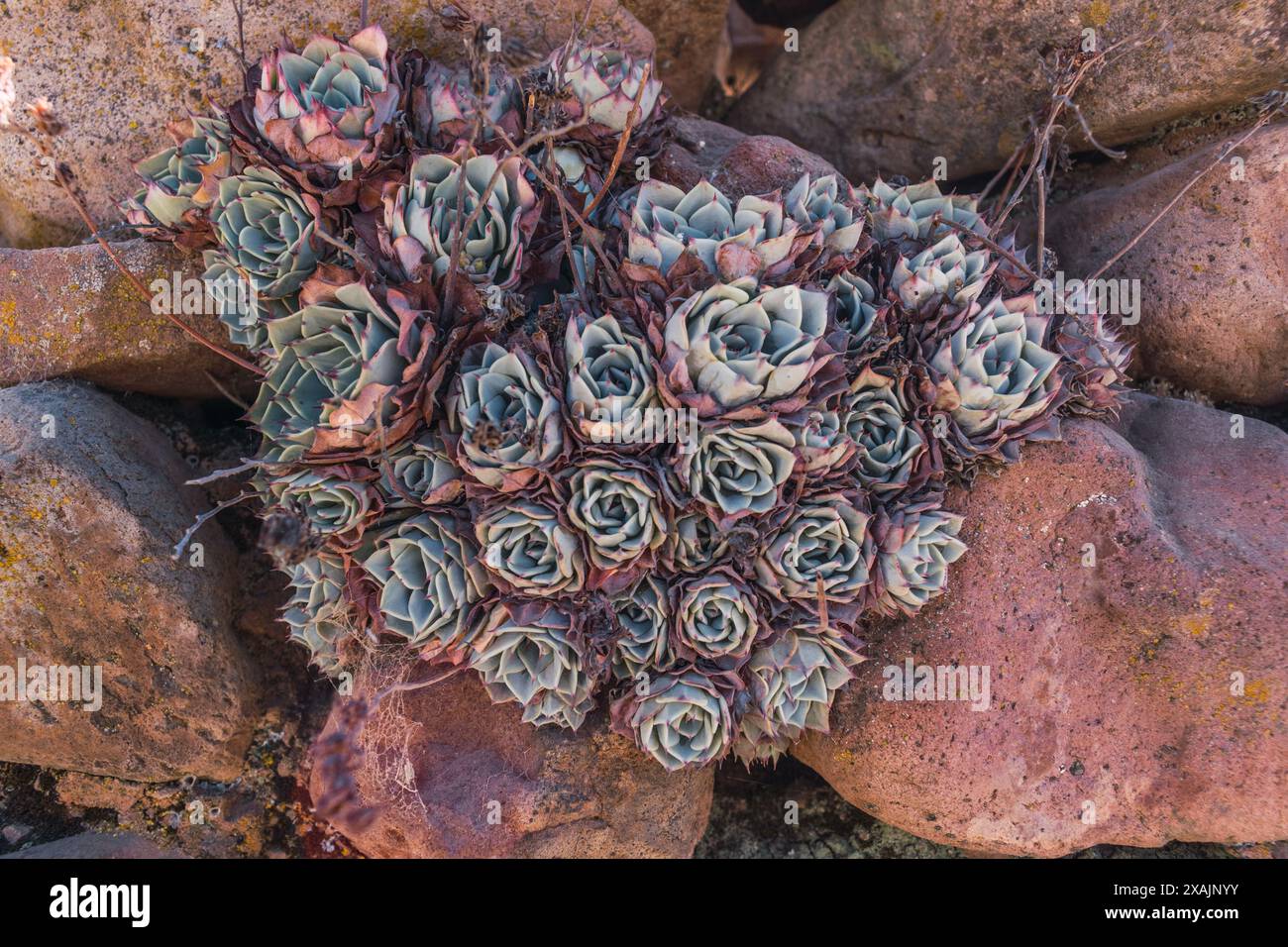 Textur der Pflanze eingebettet in Felsen im Vordergrund, beleuchtet mit natürlichem Licht. Stockfoto