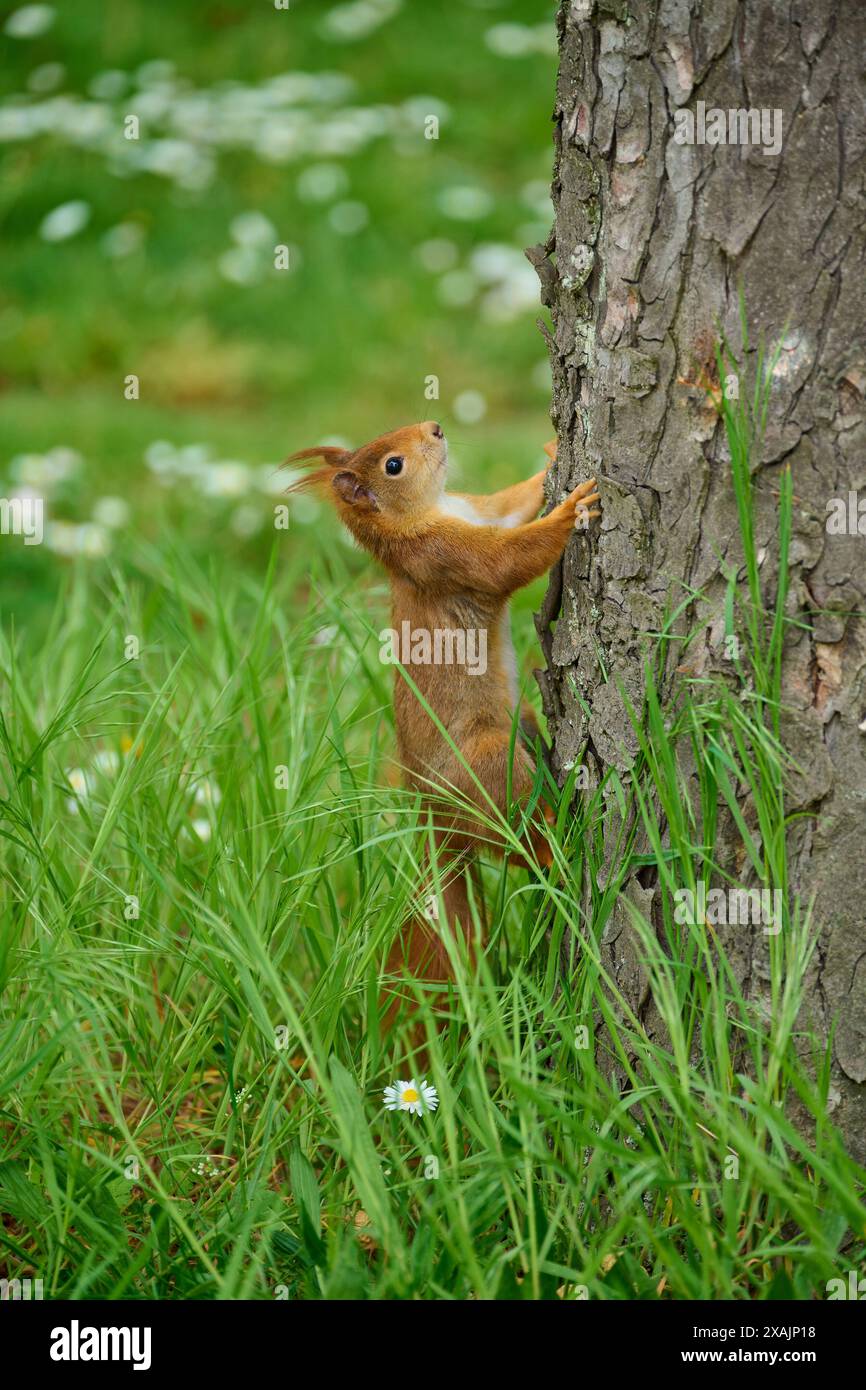 Rotes Eichhörnchen (Sciurus vulgaris) auf Baumstamm im Park, Frühling Stockfoto