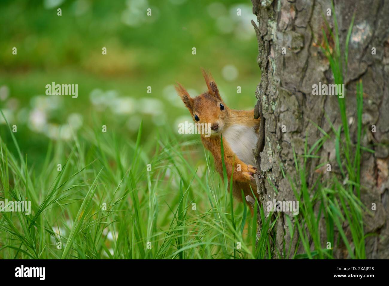 Rotes Eichhörnchen (Sciurus vulgaris) auf Baumstamm im Park, Frühling Stockfoto