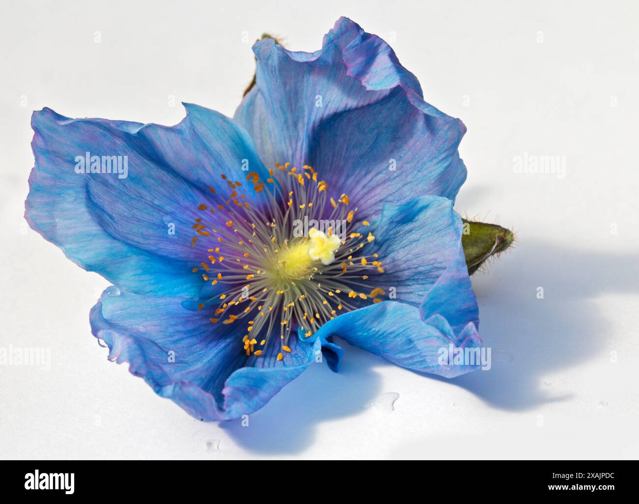 Meconopsis Lingholm (Himalaya Blue Mohn) Stockfoto