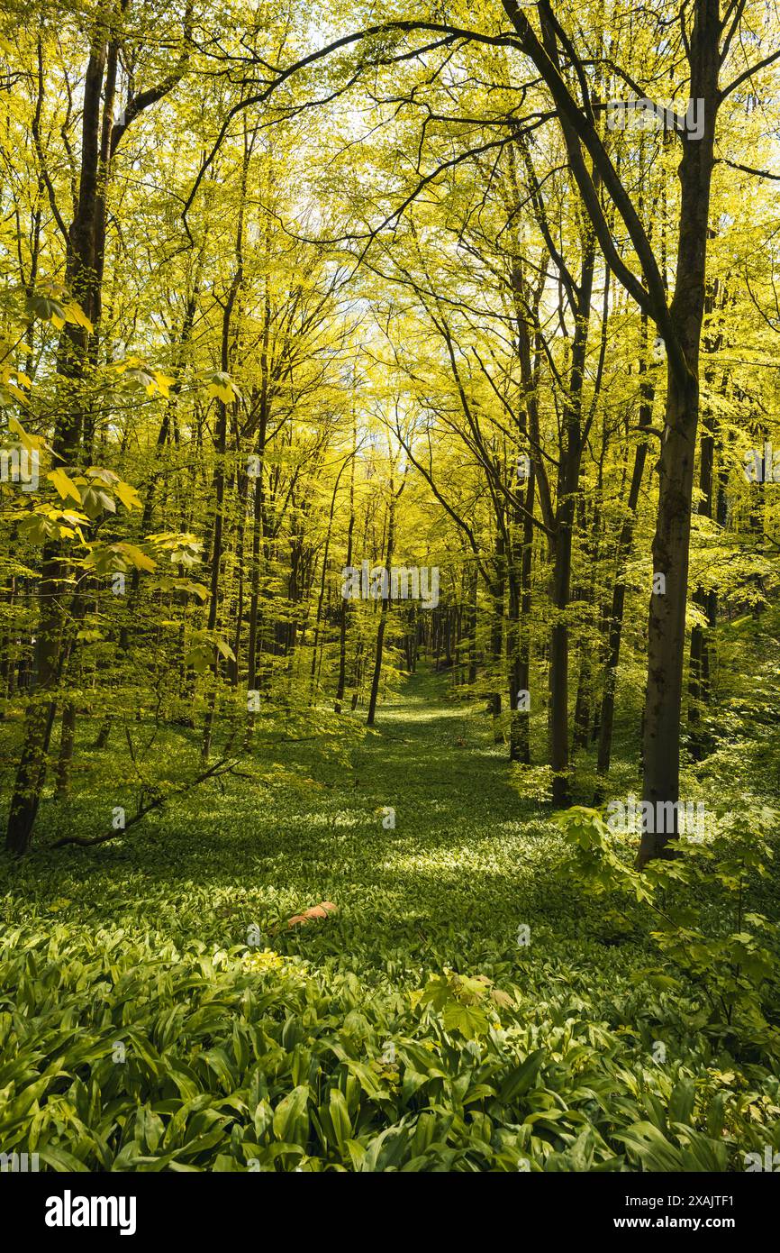Naturpark Reichenbacher Kalkberge im Frühjahr im Landkreis Werra-Meißner in Nordhessen im Geo-Naturpark Frau-Holle-Land Stockfoto
