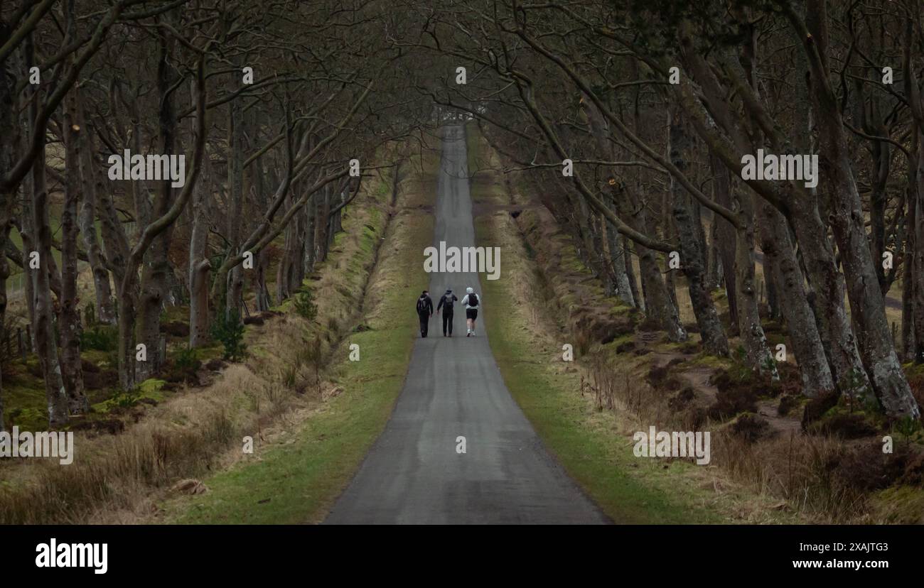 Edinburgh, Schottland; 03.03.2021: Drei junge Männer gehen auf einer Landstraße, die von einem Baumtunnel in den Pentland Hills eingerahmt ist. Fluchtpunkt Stockfoto