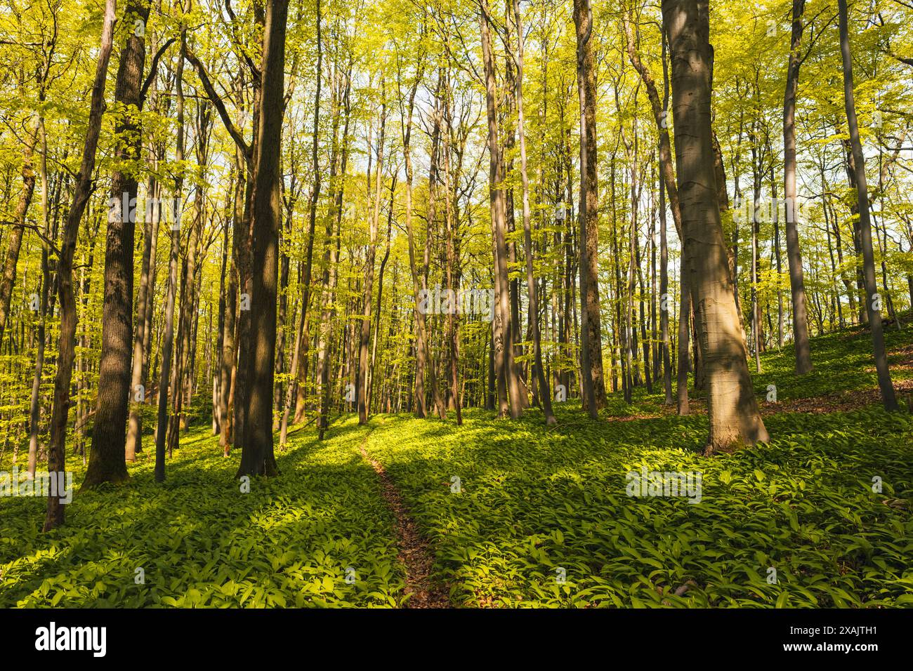 Wanderweg im Naturpark Reichenbacher Kalkberge im Frühjahr im Landkreis Werra-Meißner in Nordhessen im Geo-Naturpark Frau-Holle-Land Stockfoto