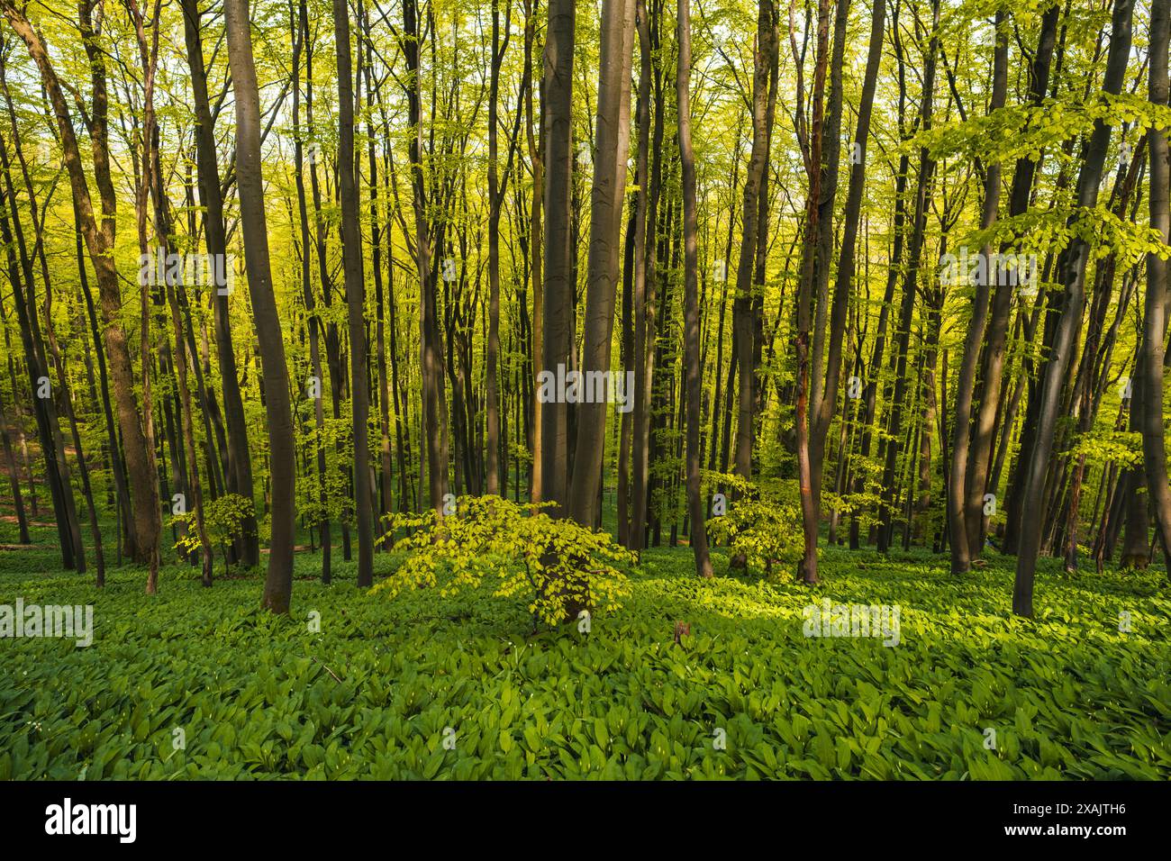 Naturpark Reichenbacher Kalkberge im Frühjahr im Landkreis Werra-Meißner in Nordhessen im Geo-Naturpark Frau-Holle-Land Stockfoto