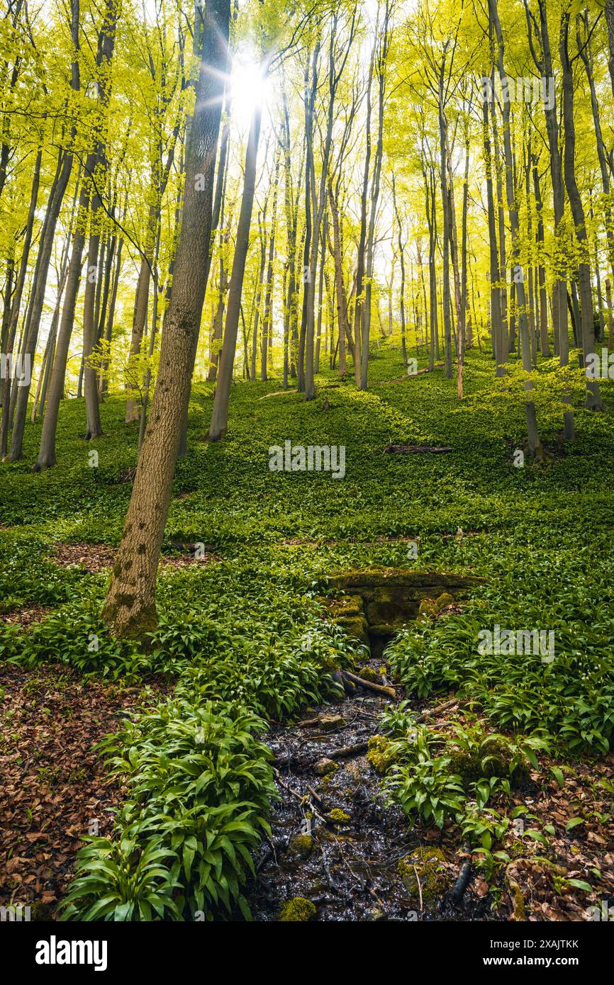 Naturpark Reichenbacher Kalkberge im Frühjahr im Landkreis Werra-Meißner in Nordhessen im Geo-Naturpark Frau-Holle-Land Stockfoto