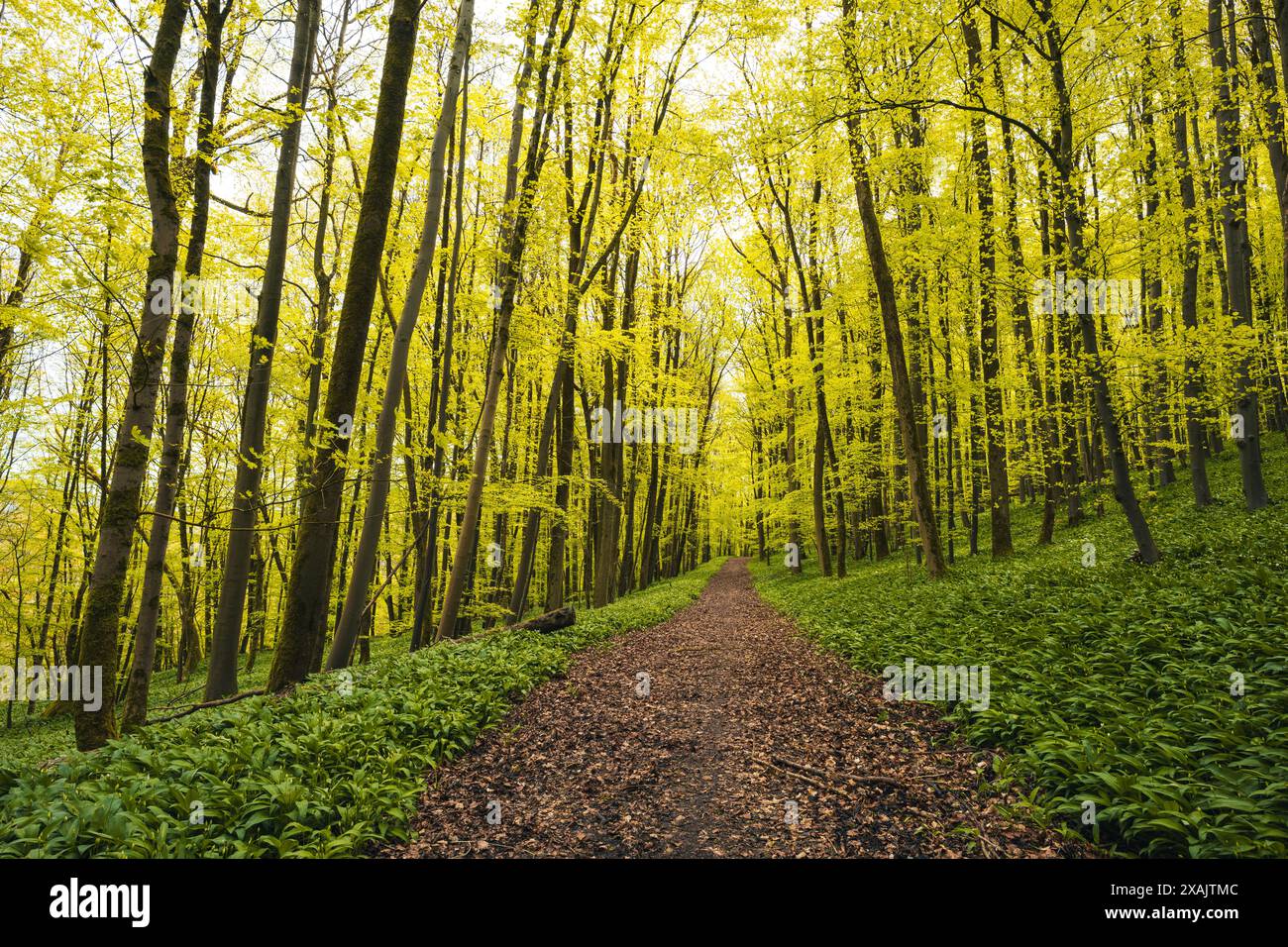 Wanderweg im Naturpark Reichenbacher Kalkberge im Frühjahr im Landkreis Werra-Meißner in Nordhessen im Geo-Naturpark Frau-Holle-Land Stockfoto