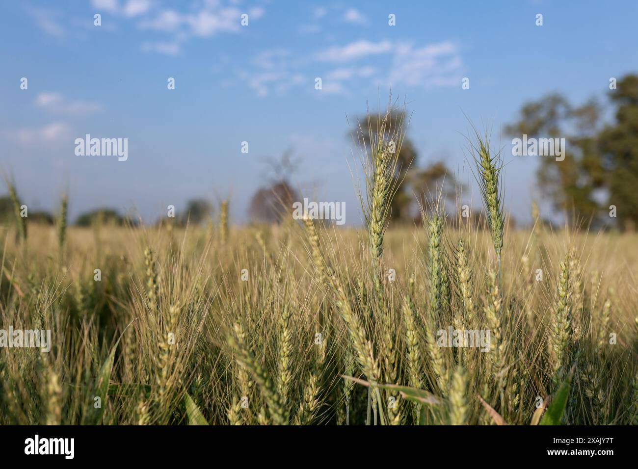 Indischer Weizenanbau, grüner und frischer Weizen Stockfoto