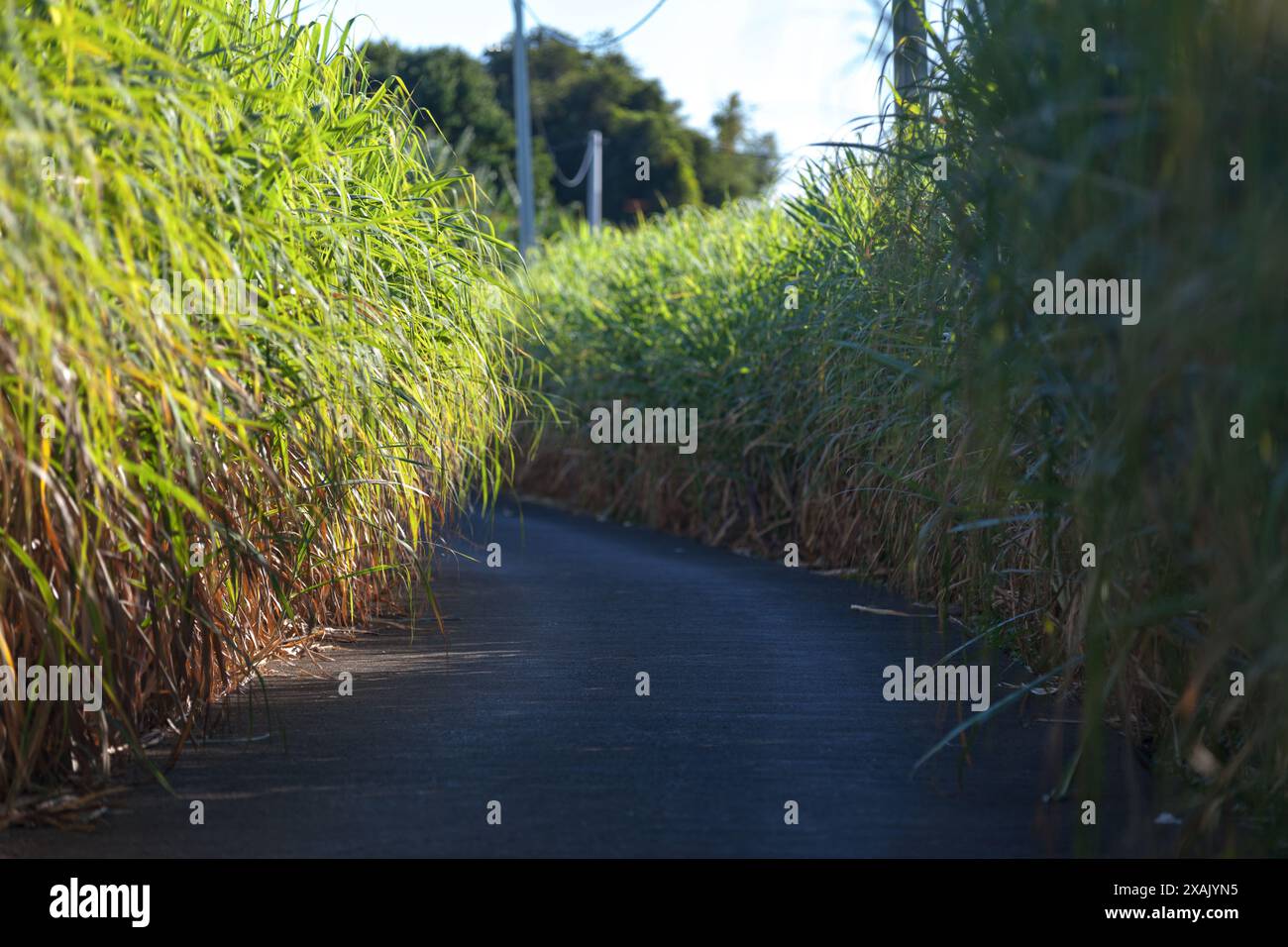 Enge geteerte Straße, die durch ein Zuckerrohrfeld führt Stockfoto